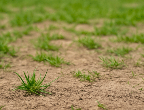 What to Do When Your Lawn Just Won’t Grow