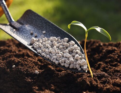 The Truth About Lawn Fertilization: Timing, Types, and Tips