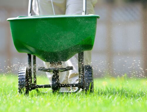 Is It Too Early to Fertilize Your Lawn in February?