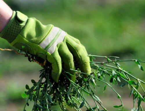 Spring Weed Problems Common in Wilmington Lawns