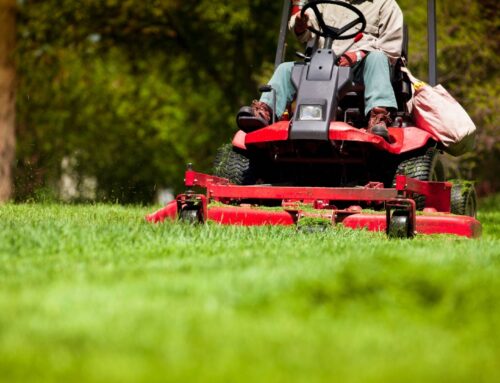 How Often Should You Mow Your Lawn for Best Results?