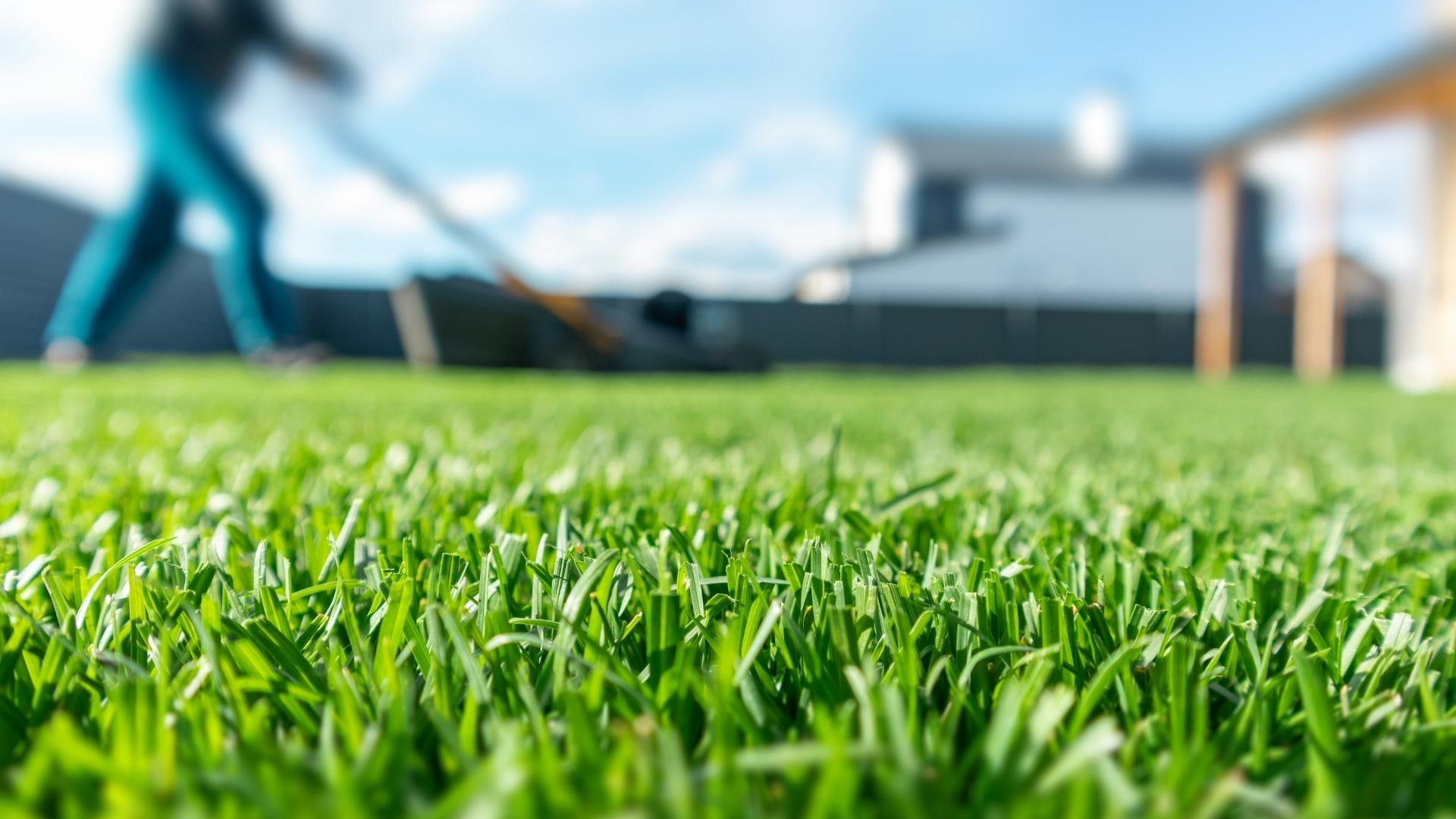 How to Get a Thick, Green Lawn Before Summer Hits