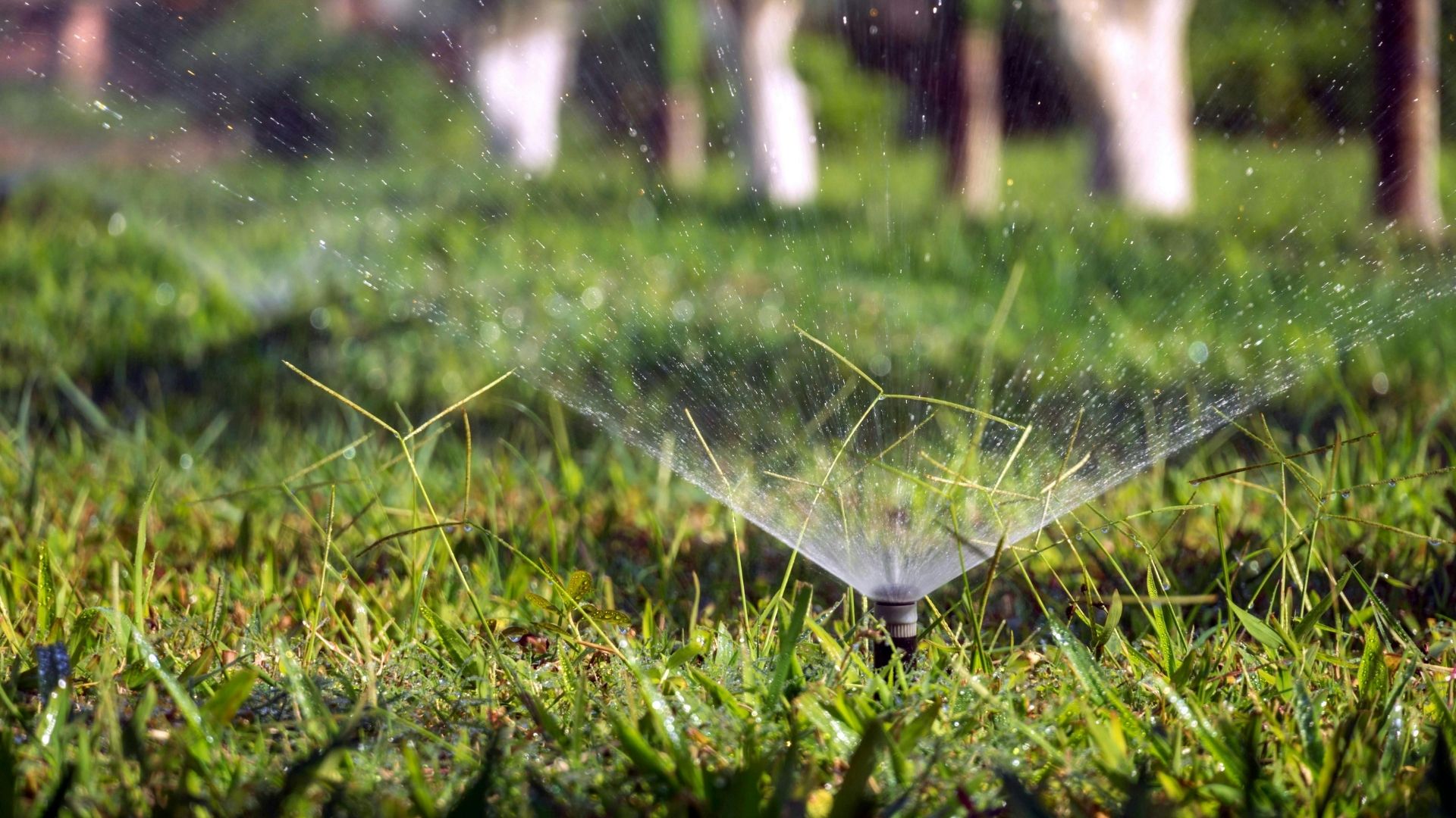 How Much Should You Water Your Lawn During A Wilmington, NC Drought FT IMG