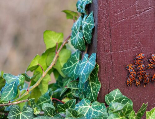 Chinch Bugs: The Hidden Pest Damaging Lawns in Coastal North Carolina