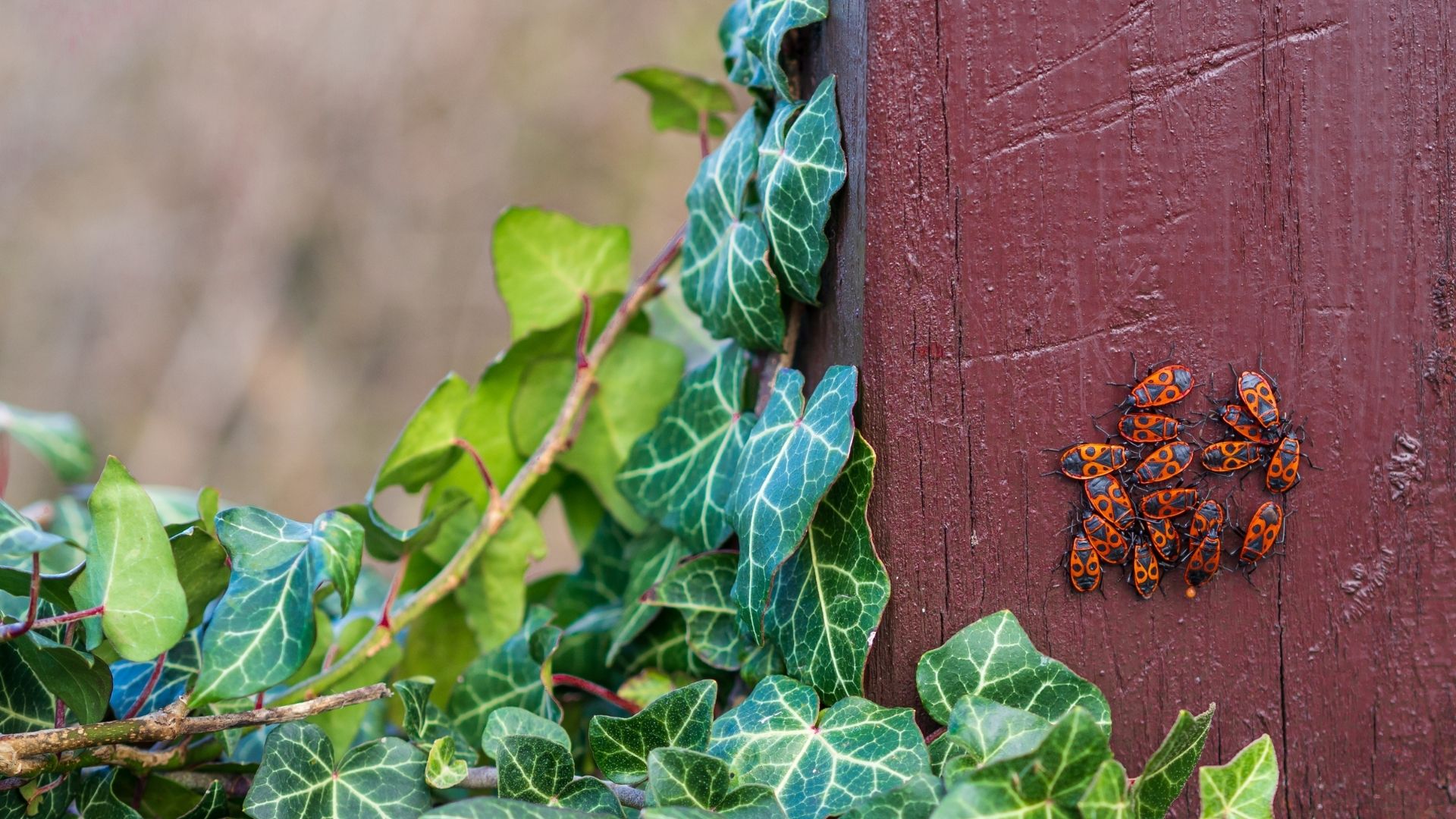 Chinch Bugs (1)