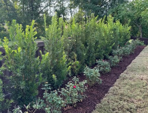 Why Fall Is a Great Time to Plant Trees and Shrubs in Coastal North Carolina